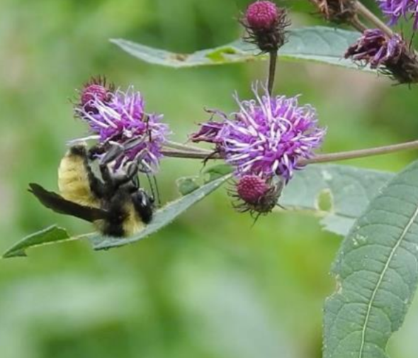 Bumblebees foraging on Joe-Pye Weed