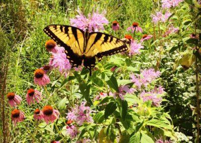 Eastern Tiger Swallowtail butterfly on pink coneflowers