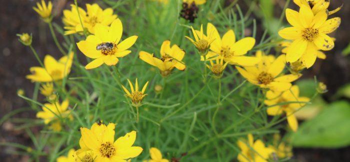 Yellow coreopsis flowers with bees foraging